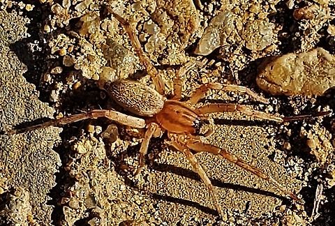 Hibana gracilis This is a picture of Hibana gracilis at Anne Arundel Community College in Arnold, Maryland. Fall,Garden Ghost Spider,Geotagged,Hibana gracilis,United States