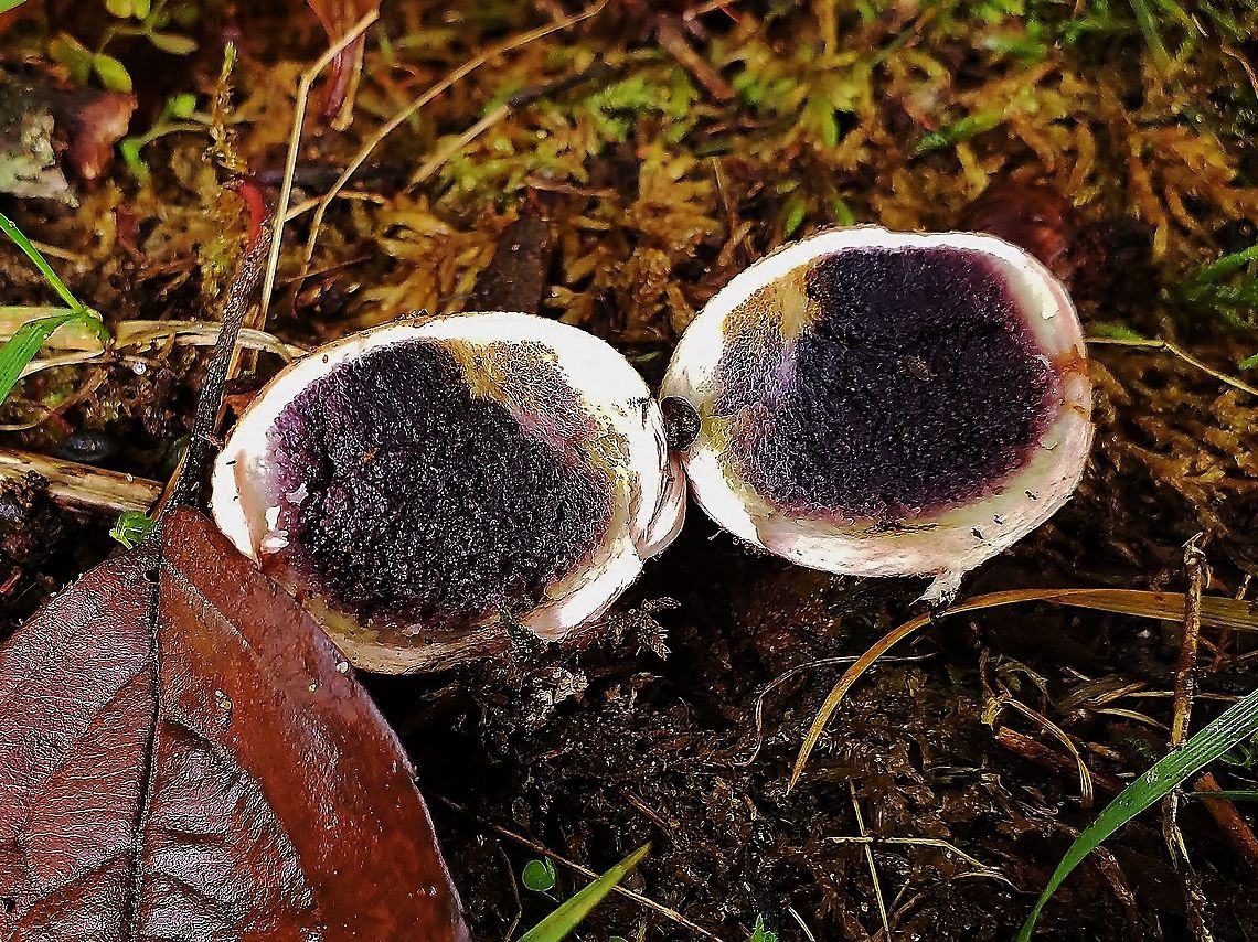Common Earthball This is a picture of a Common Earthball at Anne Arundel Community College in Arnold, Maryland. Common Earthball,Fall,Geotagged,Scleroderma citrinum,United States