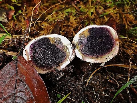 Common Earthball This is a picture of a Common Earthball at Anne Arundel Community College in Arnold, Maryland. Common Earthball,Fall,Geotagged,Scleroderma citrinum,United States