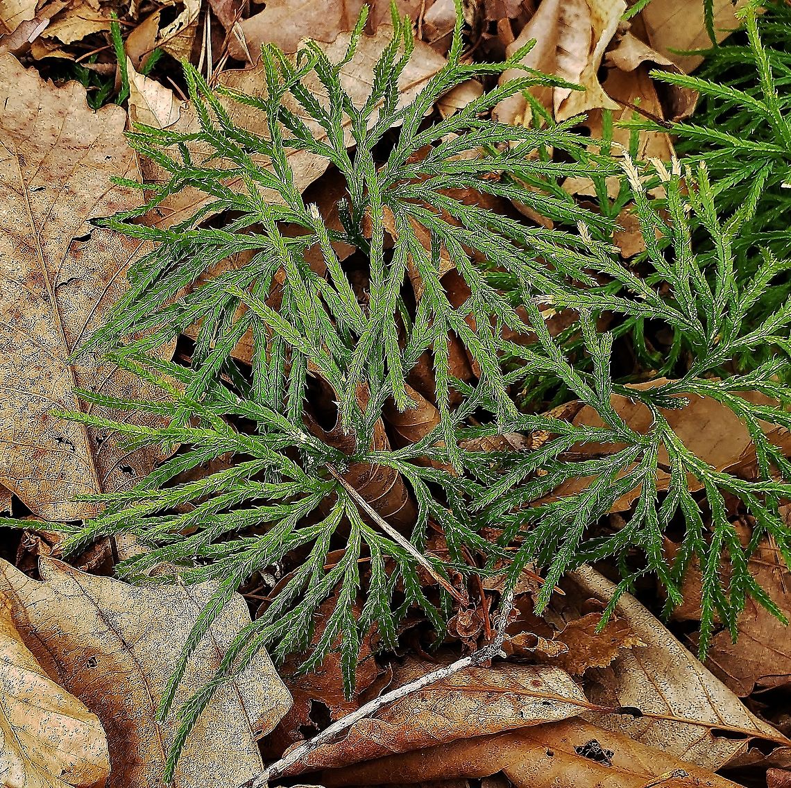 Diphasiastrum digitatum This is a picture of Diphasiastrum digitatum at Anne Arundel Community College in Arnold, Maryland. Diphasiastrum digitatum,Fan Clubmoss,Geotagged,Spring,United States