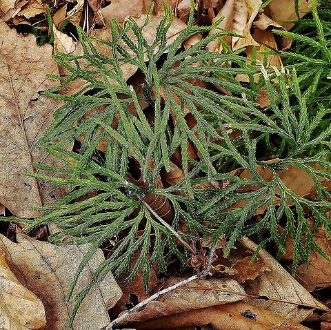 Diphasiastrum digitatum This is a picture of Diphasiastrum digitatum at Anne Arundel Community College in Arnold, Maryland. Diphasiastrum digitatum,Fan Clubmoss,Geotagged,Spring,United States