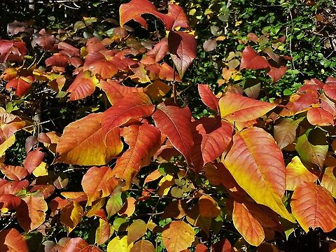 Eastern Poison Ivy This is a picture of Eastern Poison Ivy along the Baltimore & Annapolis Trail in Severna Park, Maryland. Fall,Geotagged,Poison ivy,Toxicodendron radicans,United States