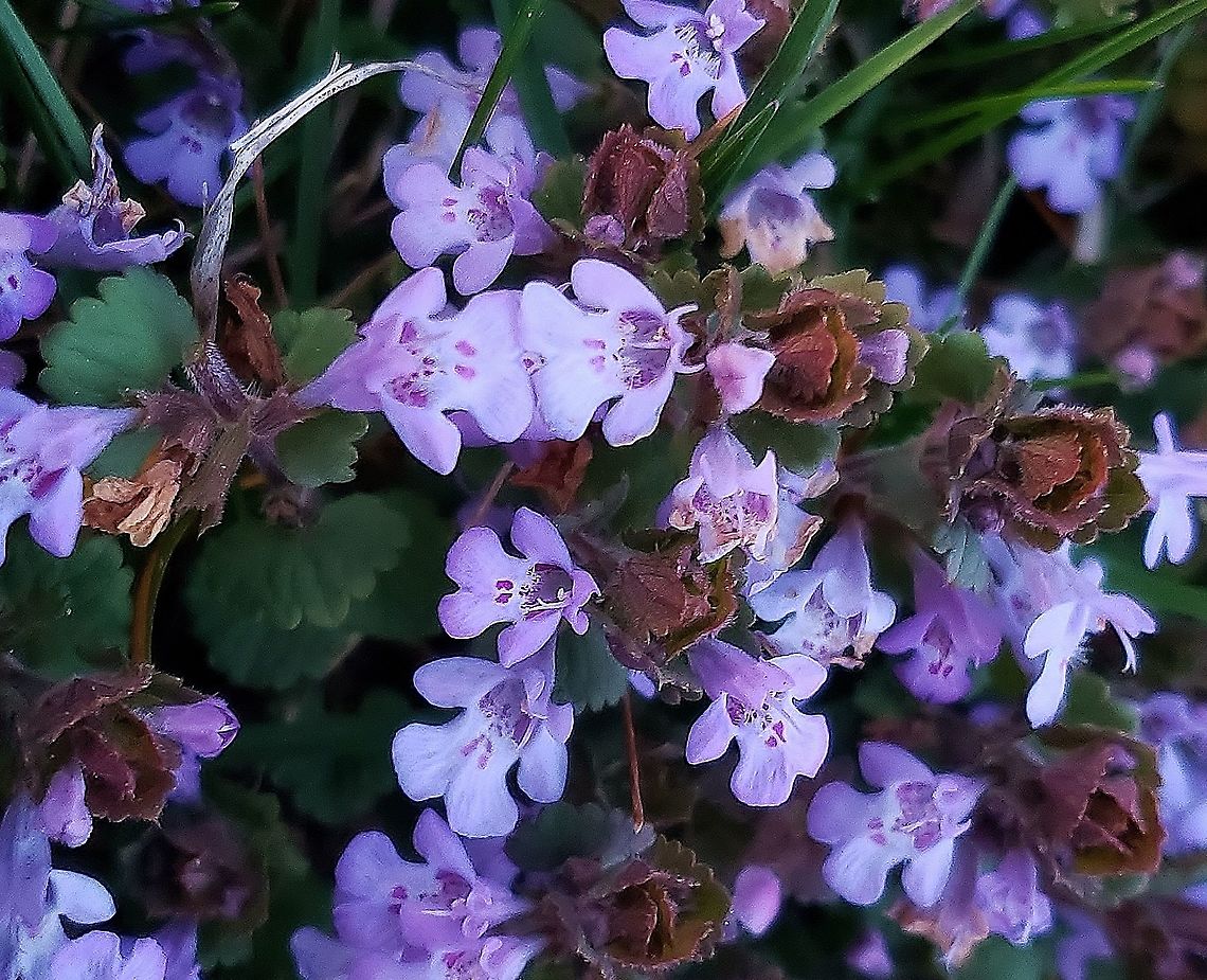 Ground Ivy This is a picture of Ground Ivy at the Andover Equestrian Center in Linthicum, Maryland. Creeping charlie,Geotagged,Glechoma hederacea,Spring,United States