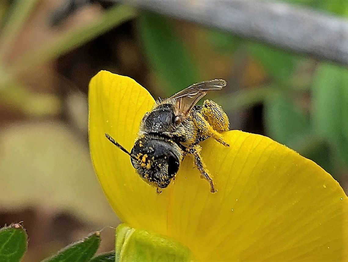 Halictus ligatus This is a picture of Halictus ligatus at the Andover Equestrian Center in Linthicum, Maryland. Geotagged,Halictus ligatus,Spring,United States