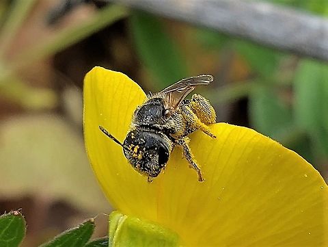 Halictus ligatus This is a picture of Halictus ligatus at the Andover Equestrian Center in Linthicum, Maryland. Geotagged,Halictus ligatus,Spring,United States