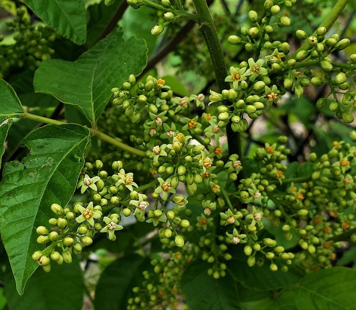 Eastern Poison Ivy Flowers This is a picture of the flowers of Eastern Poison Ivy at the Andover Equestrian Center in Linthicum, Maryland. Geotagged,Poison ivy,Spring,Toxicodendron radicans,United States