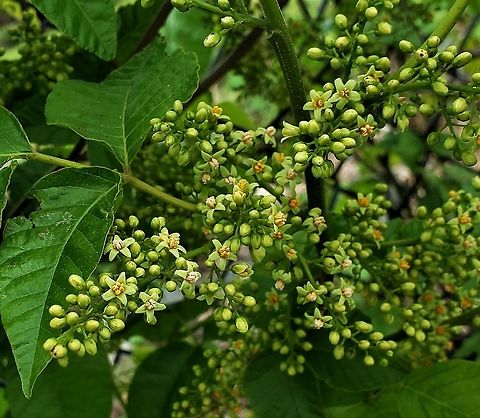 Eastern Poison Ivy Flowers This is a picture of the flowers of Eastern Poison Ivy at the Andover Equestrian Center in Linthicum, Maryland. Geotagged,Poison ivy,Spring,Toxicodendron radicans,United States