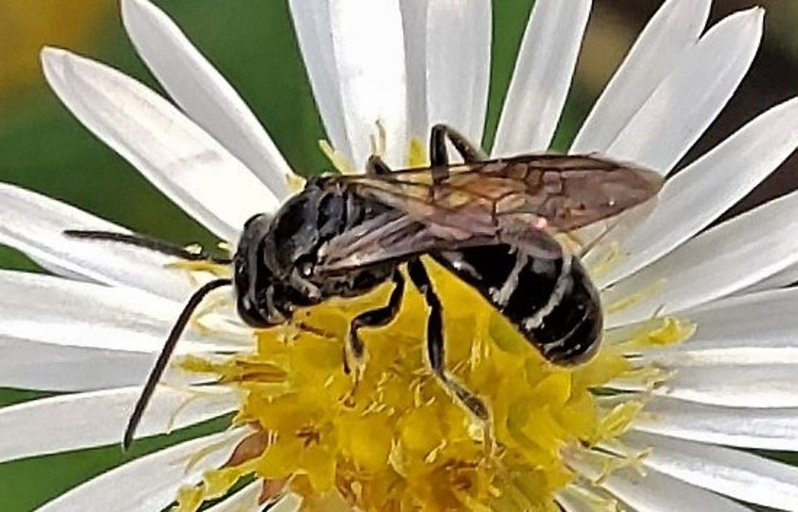 Lasioglossum fuscipenne This is a picture of a Lasioglossum fuscipenne on the North Tract of the Patuxent Research Refuge near Fort Meade, Maryland. Fall,Geotagged,Lasioglossum fuscipenne,United States