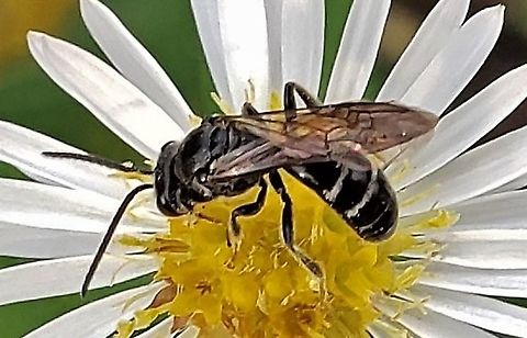 Lasioglossum fuscipenne This is a picture of a Lasioglossum fuscipenne on the North Tract of the Patuxent Research Refuge near Fort Meade, Maryland. Fall,Geotagged,Lasioglossum fuscipenne,United States