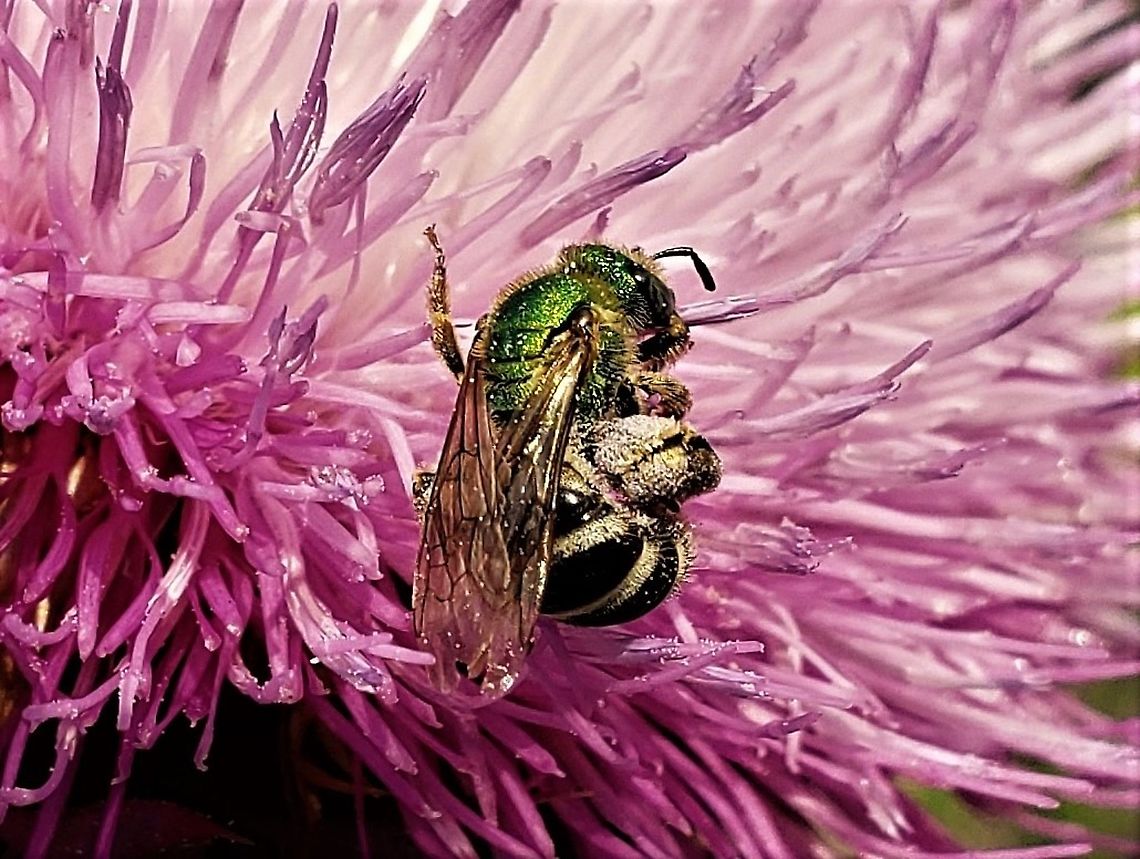 Agapostemon virescens This is a picture of a Agapostemon virescens on the South Tract of the Patuxent Research Refuge near Laurel, Maryland. Agapostemon virescens,Geotagged,Spring,United States