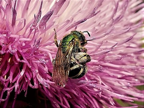 Agapostemon virescens This is a picture of a Agapostemon virescens on the South Tract of the Patuxent Research Refuge near Laurel, Maryland. Agapostemon virescens,Geotagged,Spring,United States