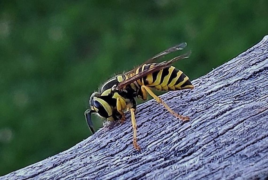 Southern Yellow Jacket This is a picture of a Southern Yellow Jacket at Kinder Farm Park in Millersville, Maryland. Geotagged,Southern yellowjacket,Summer,United States,Vespula squamosa