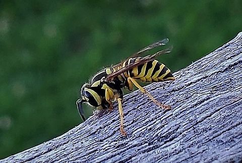 Southern Yellow Jacket This is a picture of a Southern Yellow Jacket at Kinder Farm Park in Millersville, Maryland. Geotagged,Southern yellowjacket,Summer,United States,Vespula squamosa
