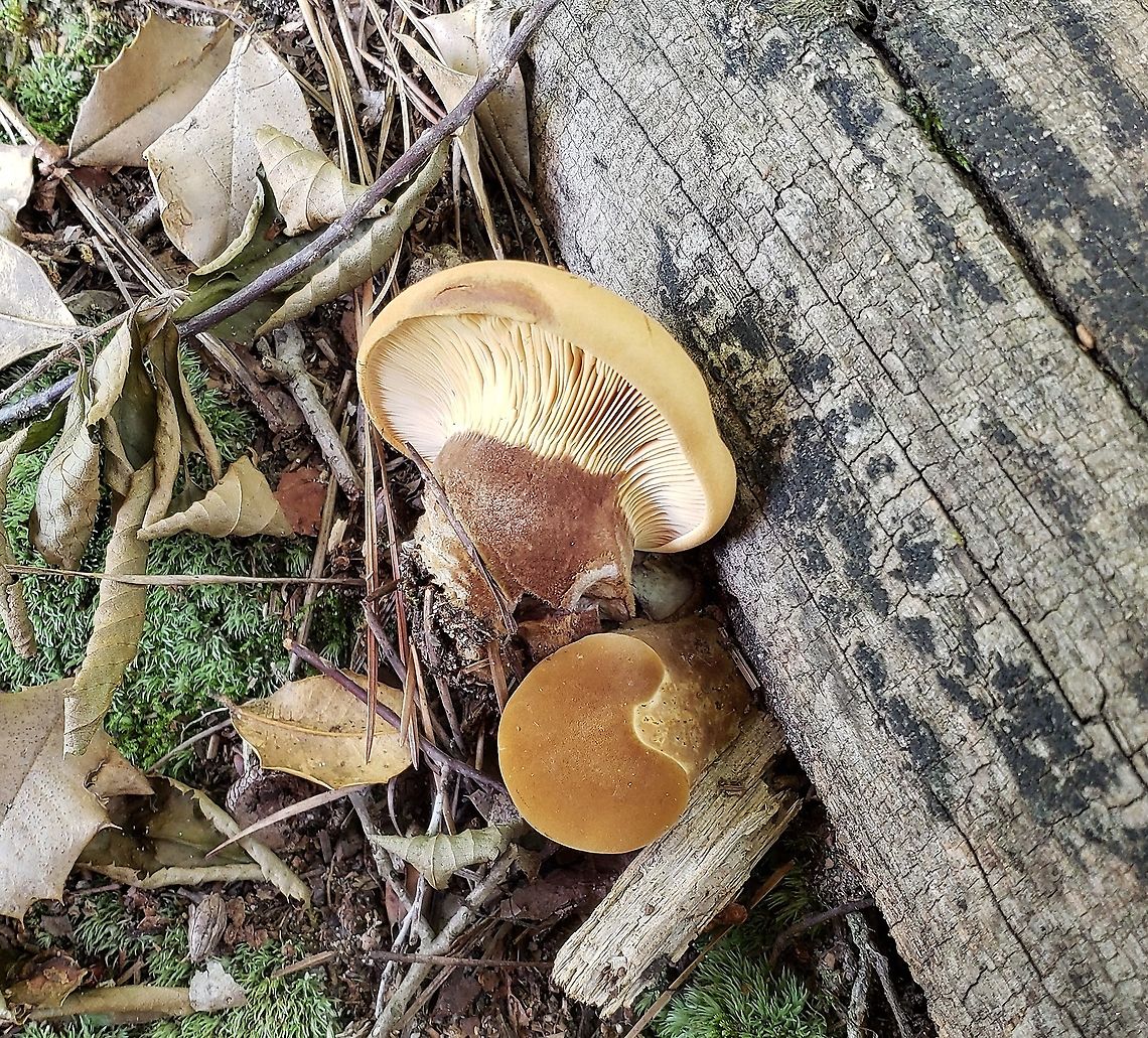 Tapinella atrotomentosa This is a picture of Tapinella atrotomentosa at Lake Waterford Park in Pasadena, Maryland. Geotagged,Summer,Tapinella atrotomentosa,United States,Velvet roll-rim