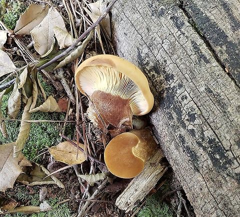 Tapinella atrotomentosa This is a picture of Tapinella atrotomentosa at Lake Waterford Park in Pasadena, Maryland. Geotagged,Summer,Tapinella atrotomentosa,United States,Velvet roll-rim