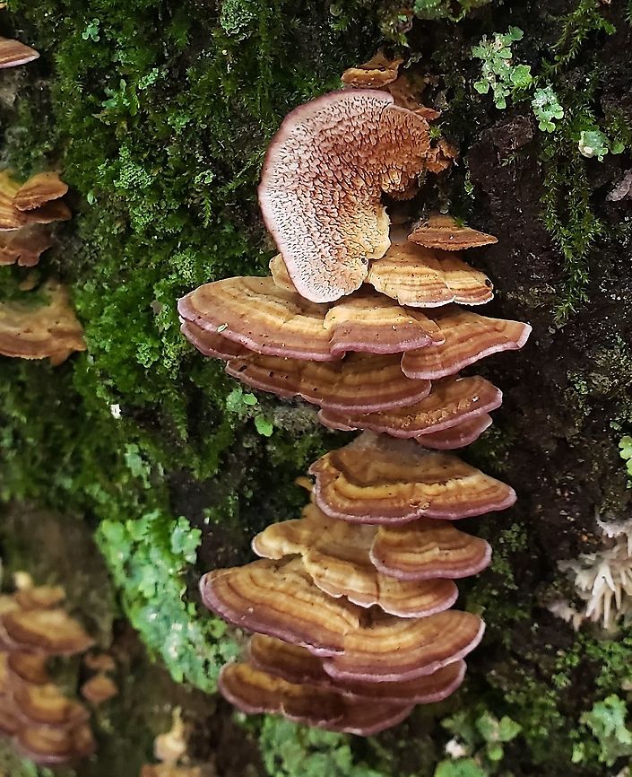 Trichaptum biforme This is a picture of Trichaptum biforme at Lake Waterford Park in Pasadena, Maryland. Geotagged,Summer,Trichaptum biforme,United States,Violet-Toothed Polypore