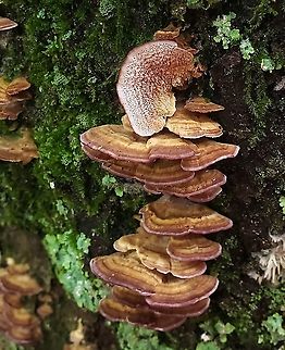 Trichaptum biforme This is a picture of Trichaptum biforme at Lake Waterford Park in Pasadena, Maryland. Geotagged,Summer,Trichaptum biforme,United States,Violet-Toothed Polypore