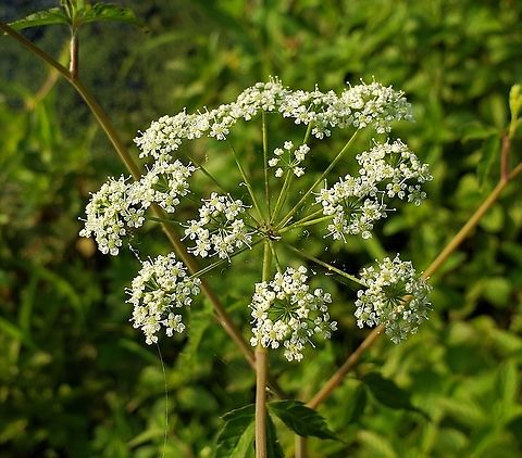 Spotted Water Hemlock This is a picture of Spotted Water Hemlock at Lake Waterford Park in Pasadena, Maryland. Cicuta maculata,Geotagged,Spotted water hemlock,Summer,United States