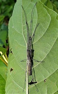 Tetragnatha versicolor This is a picture of Tetragnatha versicolor at Lake Waterford Park in Pasadena, Maryland. Geotagged,Summer,Tetragnatha versicolor,United States