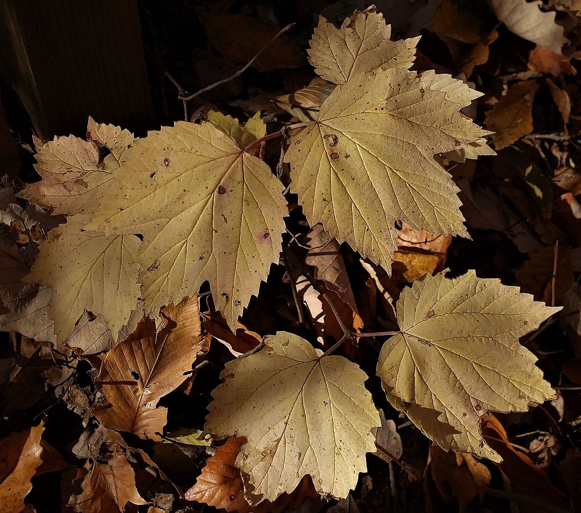 Viburnum acerifolium This is a picture of Viburnum acerifolium at Anne Arundel Community College in Arnold, Maryland. Fall,Geotagged,Maple-leaf Viburnum,United States,Viburnum acerifolium