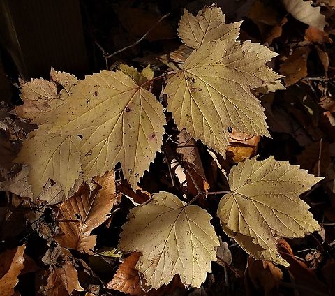 Viburnum acerifolium This is a picture of Viburnum acerifolium at Anne Arundel Community College in Arnold, Maryland. Fall,Geotagged,Maple-leaf Viburnum,United States,Viburnum acerifolium