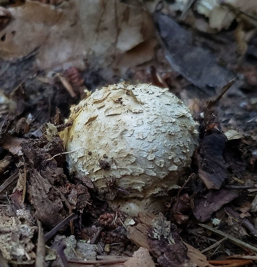 Scleroderma polyrhizum This is a picture of a Scleroderma polyrhizum on the South Tract of the Patuxent Research Refuge near Laurel, Maryland. Dead man's hand,Geotagged,Scleroderma polyrhizum,Summer,United States