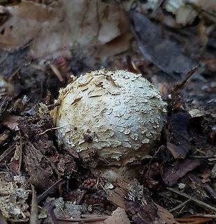 Scleroderma polyrhizum This is a picture of a Scleroderma polyrhizum on the South Tract of the Patuxent Research Refuge near Laurel, Maryland. Dead man's hand,Geotagged,Scleroderma polyrhizum,Summer,United States