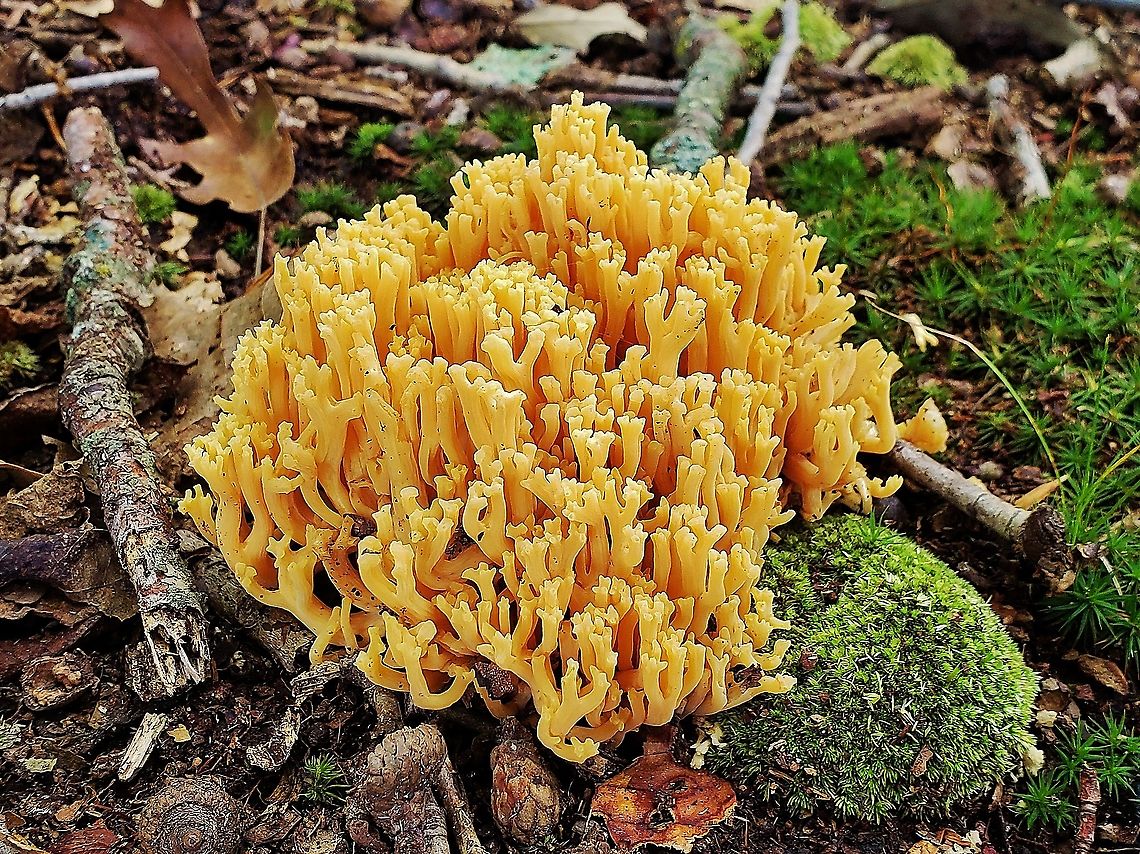 Ramaria formosa This is a picture of Ramaria formosa at the Smithsonian Environmental Research Center in Edgewater, Maryland. Beautiful clavaria,Fall,Geotagged,Ramaria formosa,United States