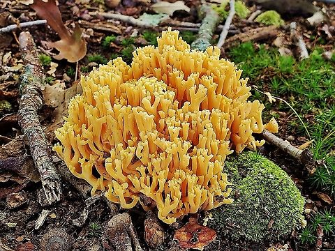 Ramaria formosa This is a picture of Ramaria formosa at the Smithsonian Environmental Research Center in Edgewater, Maryland. Beautiful clavaria,Fall,Geotagged,Ramaria formosa,United States