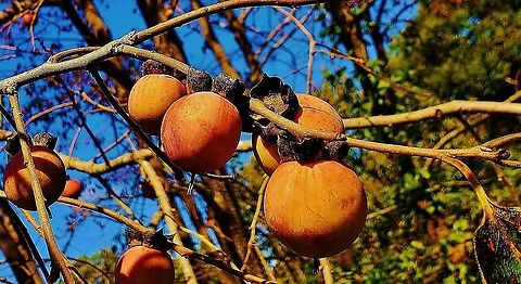 Diospyros virginiana This is a picture of the fruits of a Diospyros virginiana at the Smithsonian Environmental Research Center in Edgewater, Maryland. Diospyros virginiana,Fall,Geotagged,United States