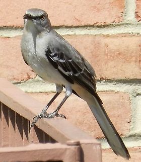 Northern Mockingbird This is a picture of a Northern Mockingbird at Annapolis High School in Annapolis, Maryland. Geotagged,Mimus polyglottos,Northern mockingbird,Spring,United States