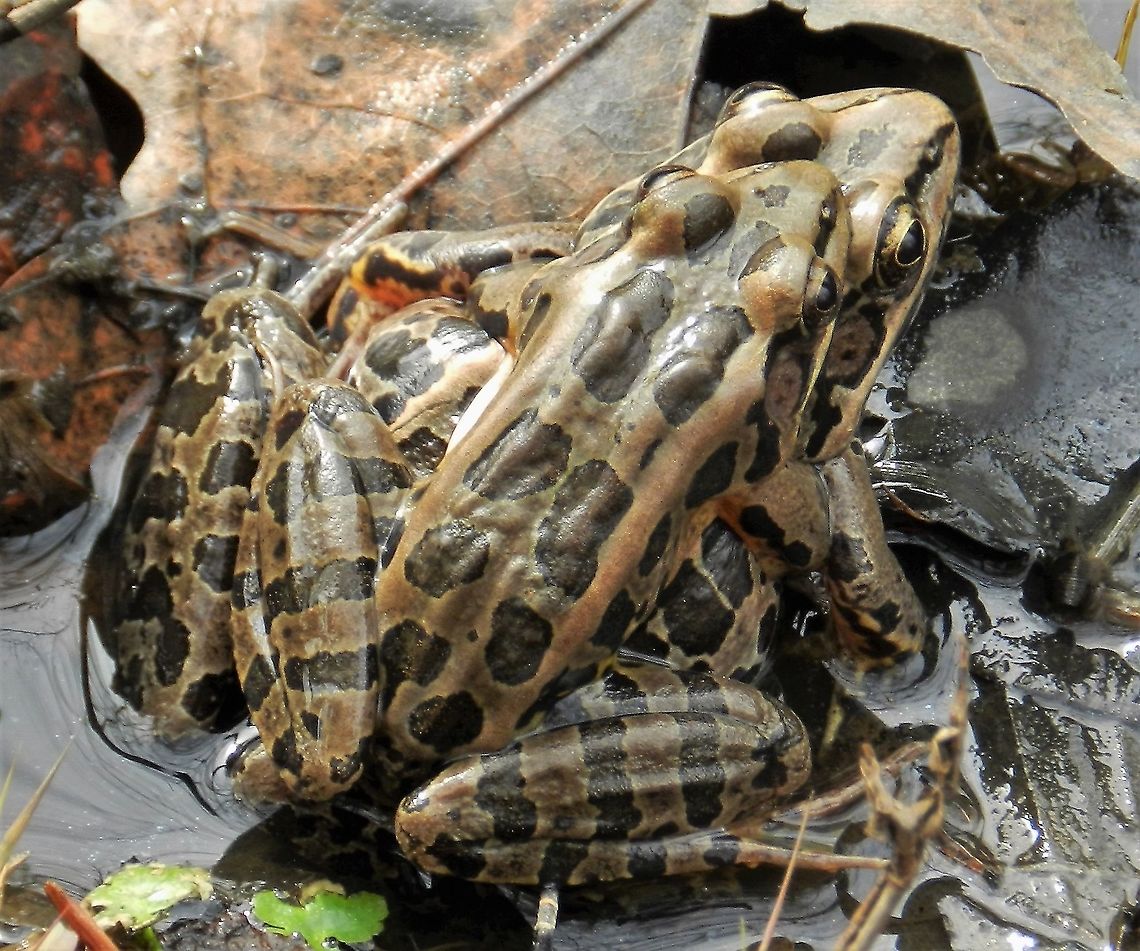 Pickerel Frogs This is a picture of a pair of Pickerel Frogs at Broad Creek Park in Annapolis, Maryland. Geotagged,Lithobates palustris,Pickerel frog,Spring,United States