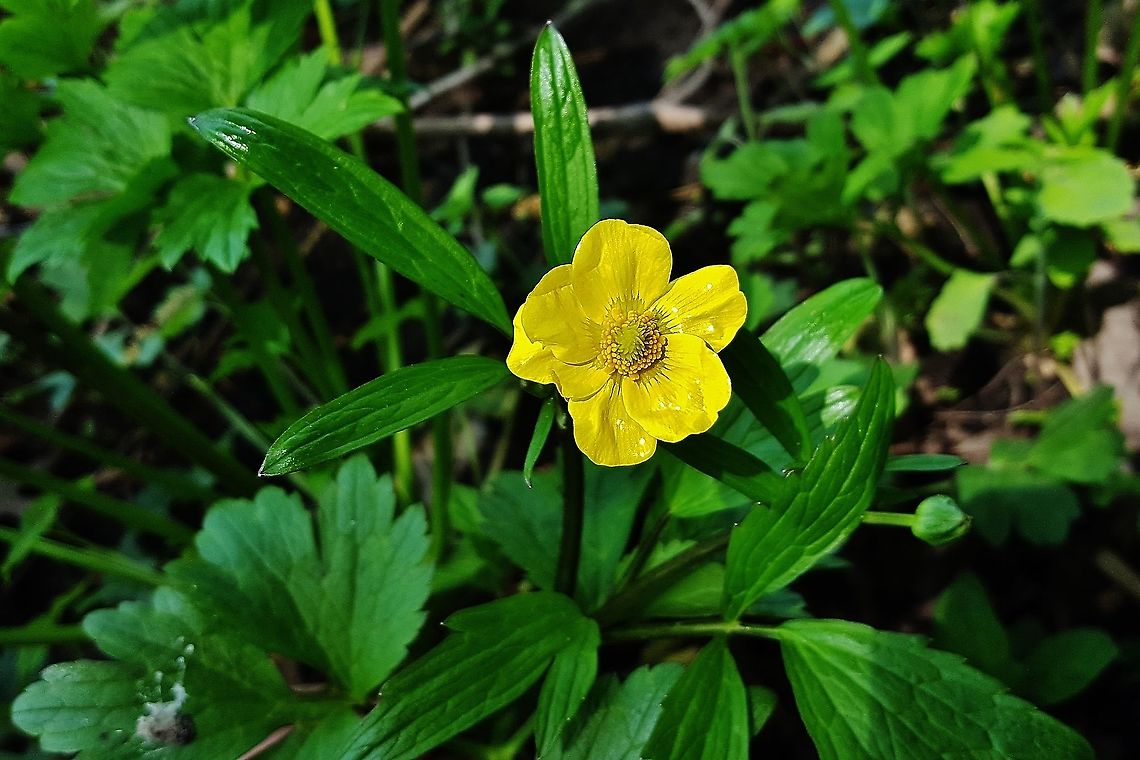 Ranunculus hispidus This is a picture of Ranunculus hispidus at the Jug Bay Wetlands Sanctuary in Lothian, Maryland. Geotagged,Hispid Buttercup,Ranunculus hispidus,Spring,United States