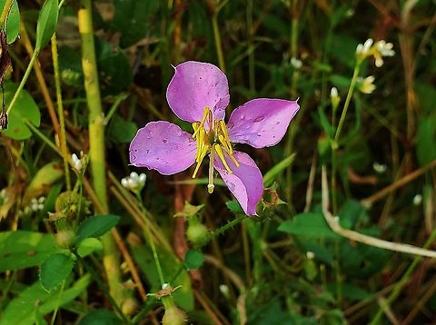 Virginia Meadow-beauty This is a picture of Virginia Meadow-beauty at Wooton's Landing in Harwood, Maryland. Geotagged,Rhexia virginica,Summer,United States,Virginia Meadow-beauty