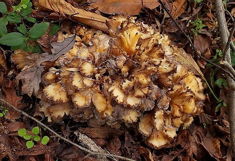 Hen Of The Woods This is a picture of Hen Of The Woods at the Merkle Wildlife Sanctuary in Upper Marlboro, Maryland. Fall,Geotagged,Grifola frondosa,Hen of the Woods,United States