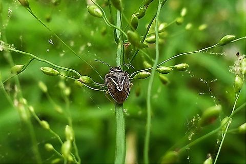 Mormidea lugens This is a picture of Mormidea lugens at Wooton's Landing in Harwood, Maryland. Geotagged,Mormidea lugens,Spring,United States