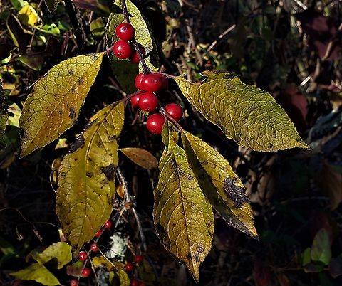 Winterberries This is a picture of Winterberries at the Merkle Wildlife Sanctuary in Upper Marlboro, Maryland. Fall,Geotagged,Ilex verticillata,United States,Winterberry