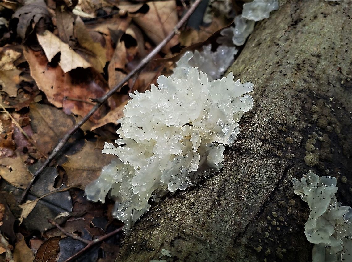 Snow Fungus This is a picture of Snow Fungus at the Jug Bay Wetlands Sanctuary in Lothian, Maryland. Geotagged,Snow Fungus,Summer,Tremella fuciformis,United States