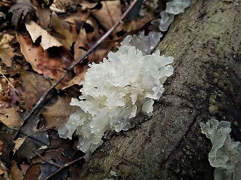 Snow Fungus This is a picture of Snow Fungus at the Jug Bay Wetlands Sanctuary in Lothian, Maryland. Geotagged,Snow Fungus,Summer,Tremella fuciformis,United States