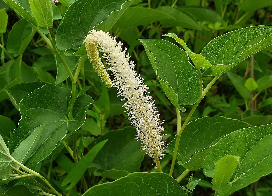 Saururus cernuus This is a picture of Saururus cernuus at Wooton&#039;s Landing in Harwood, Maryland. Geotagged,Lizards tail,Saururus cernuus,Spring,United States