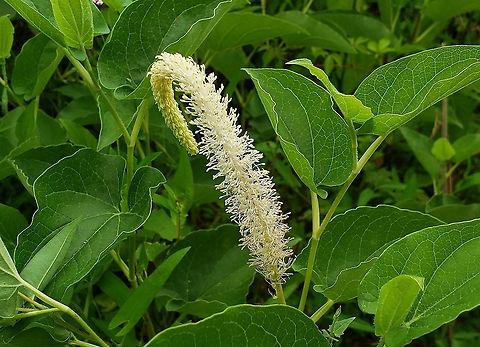Saururus cernuus This is a picture of Saururus cernuus at Wooton's Landing in Harwood, Maryland. Geotagged,Lizards tail,Saururus cernuus,Spring,United States