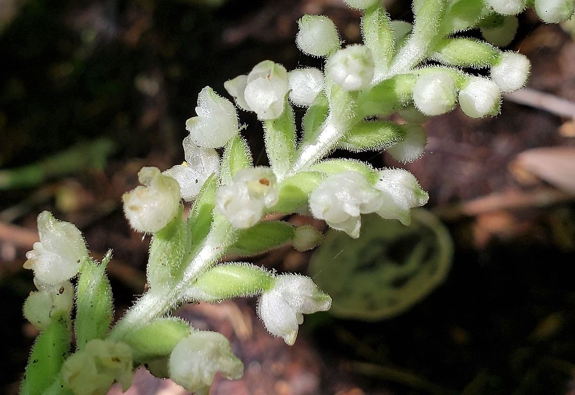 Downy Rattlesnake Plantain This is a picture of Downy Rattlesnake Plantain At the Jug Bay Wetlands Sanctuary in Lothian, Maryland. Downy rattlesnake plantain,Geotagged,Goodyera pubescens,Summer,United States