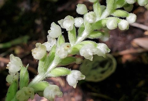 Downy Rattlesnake Plantain This is a picture of Downy Rattlesnake Plantain At the Jug Bay Wetlands Sanctuary in Lothian, Maryland. Downy rattlesnake plantain,Geotagged,Goodyera pubescens,Summer,United States