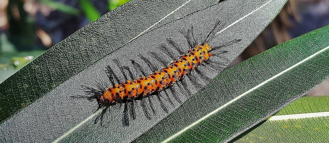 Syntomeida epilais This is a picture of a Syntomeida epilais at Indian Riverside Park in Jensen Beach, Florida. Geotagged,Polka-Dot Wasp Moth,Syntomeida epilais,United States,Winter