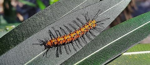 Syntomeida epilais This is a picture of a Syntomeida epilais at Indian Riverside Park in Jensen Beach, Florida. Geotagged,Polka-Dot Wasp Moth,Syntomeida epilais,United States,Winter