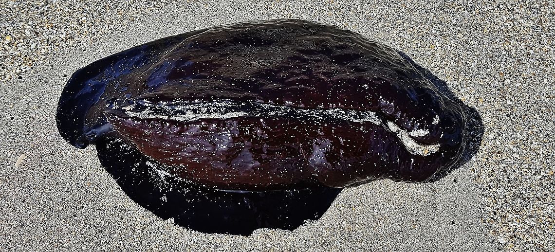Aplysia Morio This is a picture of a aplysia morio on the beach on Hutchinson Island in Jensen Beach, Florida. Aplysia morio,Geotagged,Summer,United States