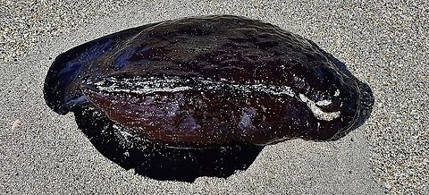 Atlantic Black Seahare