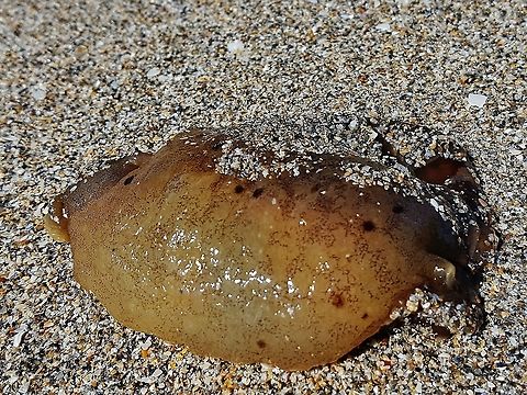 Aplysia dactylomela This is a picture of Aplysia dactylomela on the beach on Hutchinson Island in Jensen Beach, Florida. Aplysia dactylomela,Geotagged,Spotted sea hare,Summer,United States