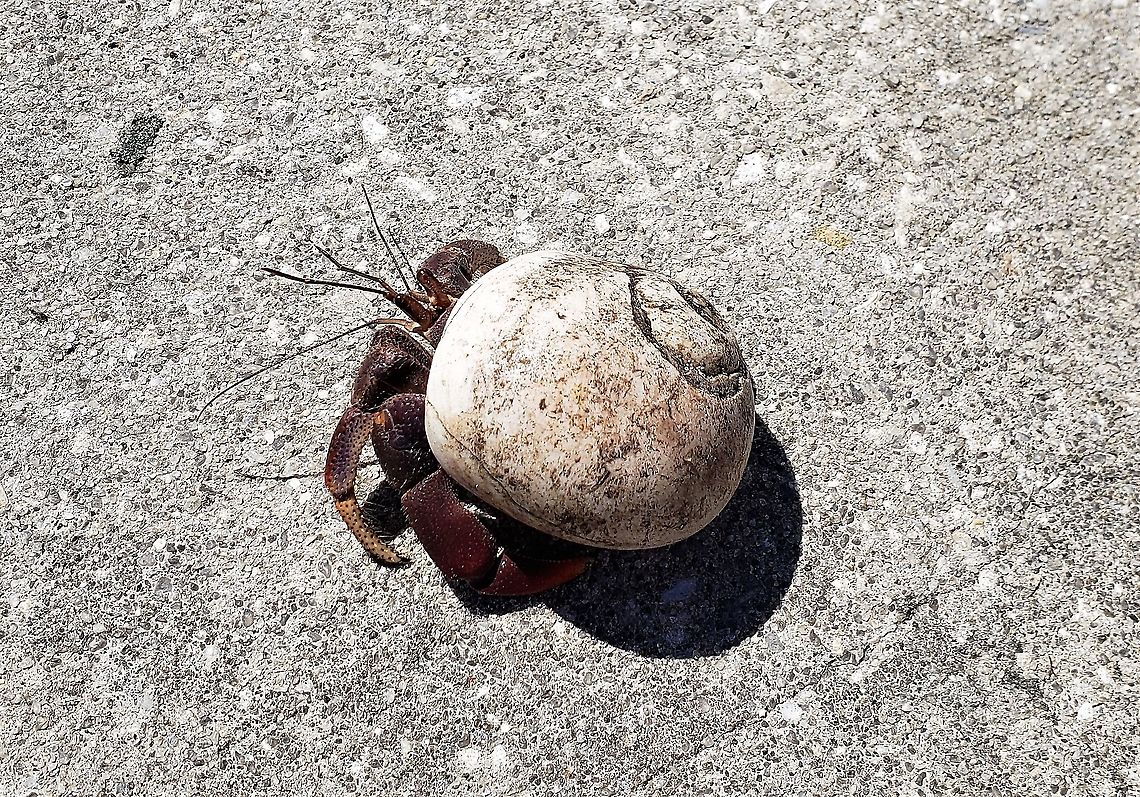 Coenobita clypeatus This is a picture of Coenobita clypeatus in Fort Pierce, Florida. Caribbean hermit crab,Coenobita clypeatus,Geotagged,Summer,United States