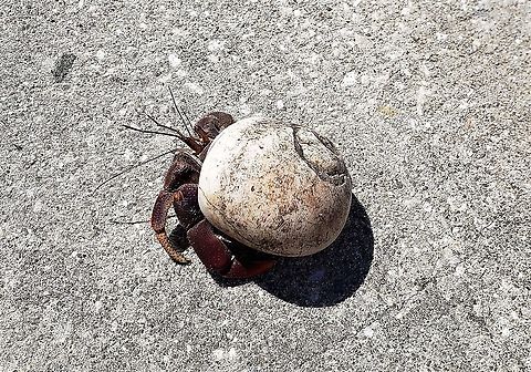 Coenobita clypeatus This is a picture of Coenobita clypeatus in Fort Pierce, Florida. Caribbean hermit crab,Coenobita clypeatus,Geotagged,Summer,United States